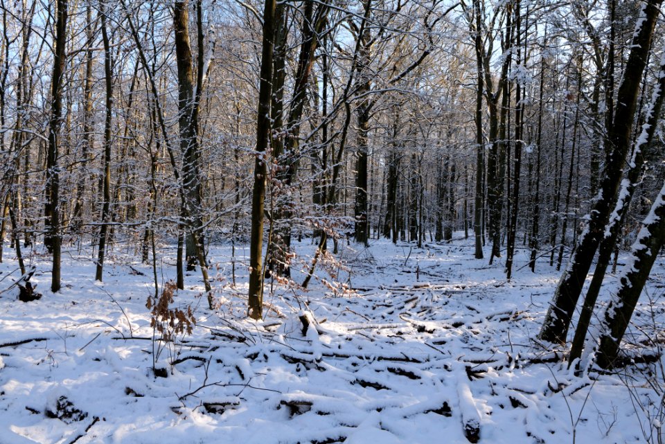 Grunewald with snow 2021-01-31 121