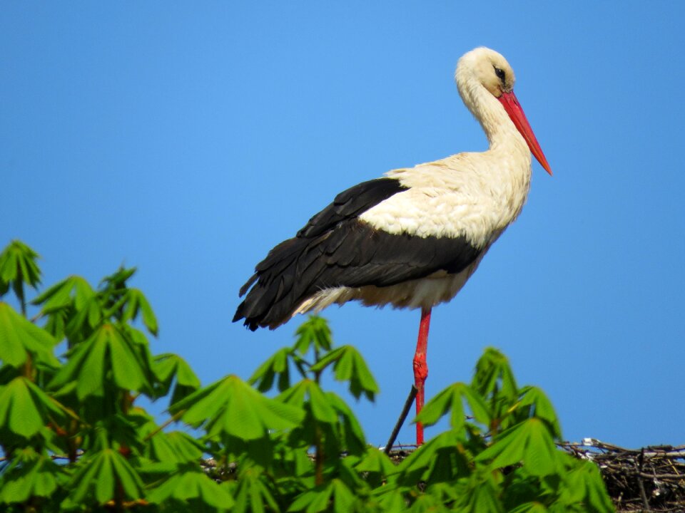 White stork nature poland