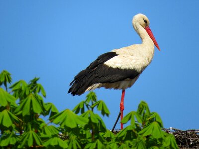 White stork nature poland