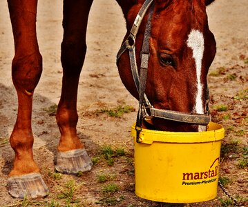 Brown horse head animal