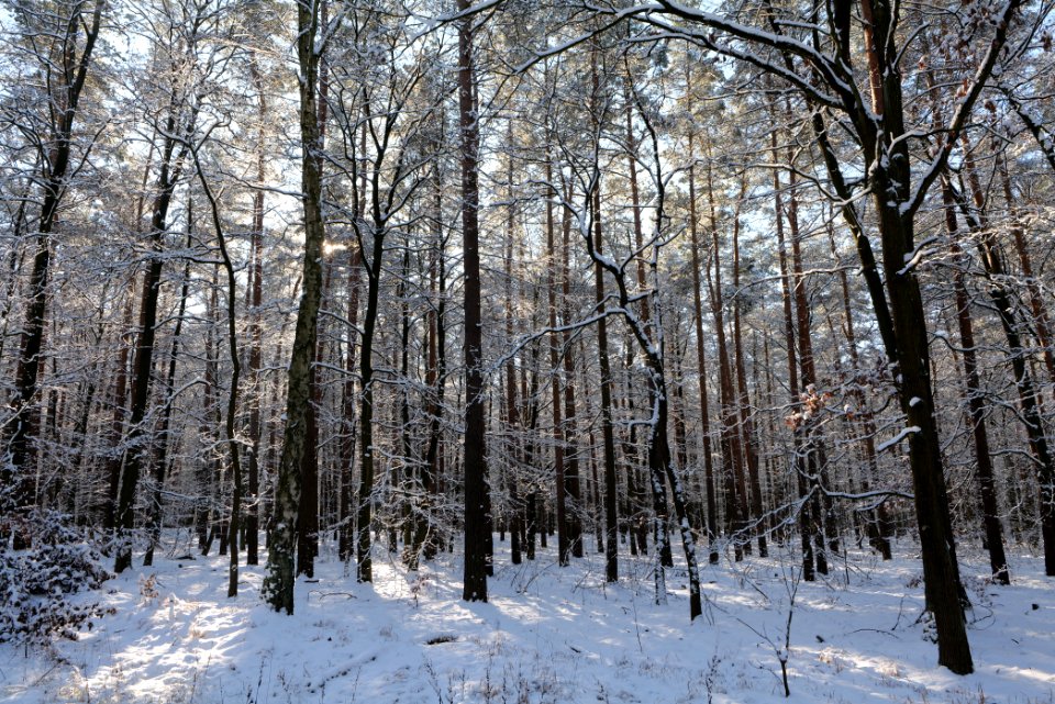 Grunewald with snow 2021-01-31 71