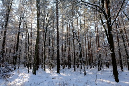 Grunewald with snow 2021-01-31 71