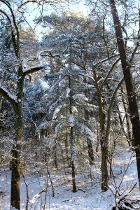 Grunewald with snow 2021-01-31 22