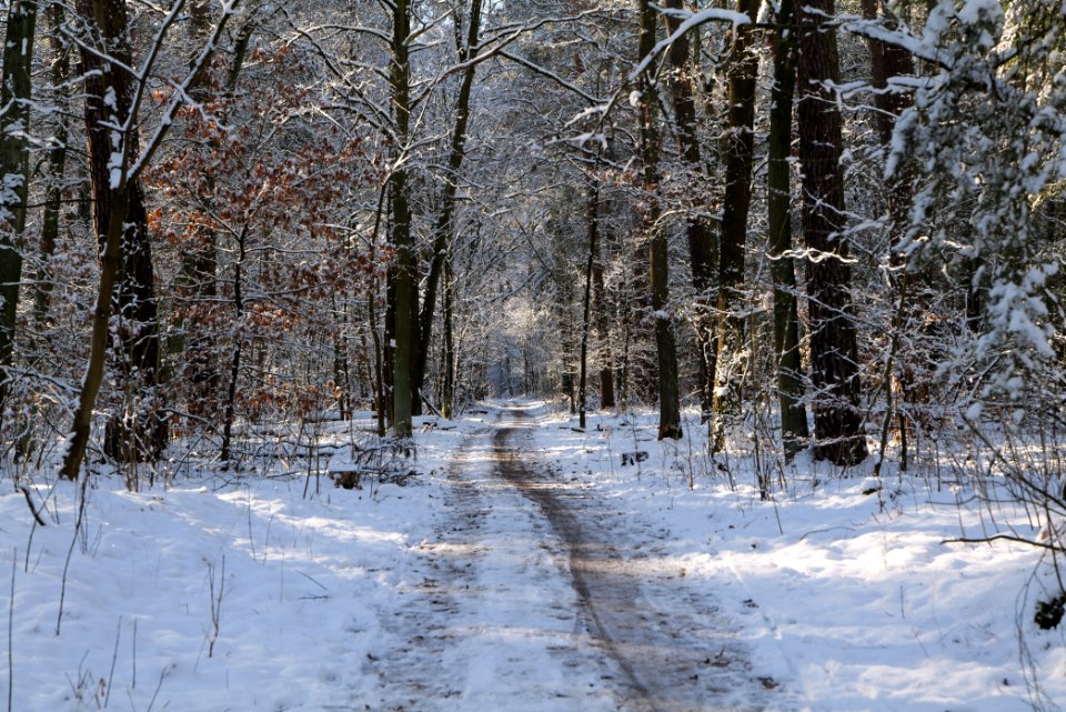 Grunewald with snow 2021-01-31 36
