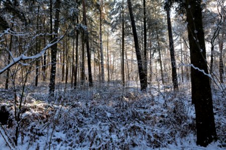 Grunewald with snow 2021-01-31 24