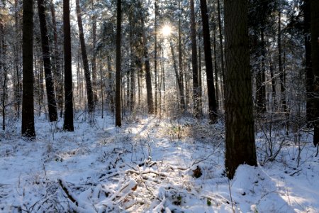 Grunewald with snow 2021-01-31 27