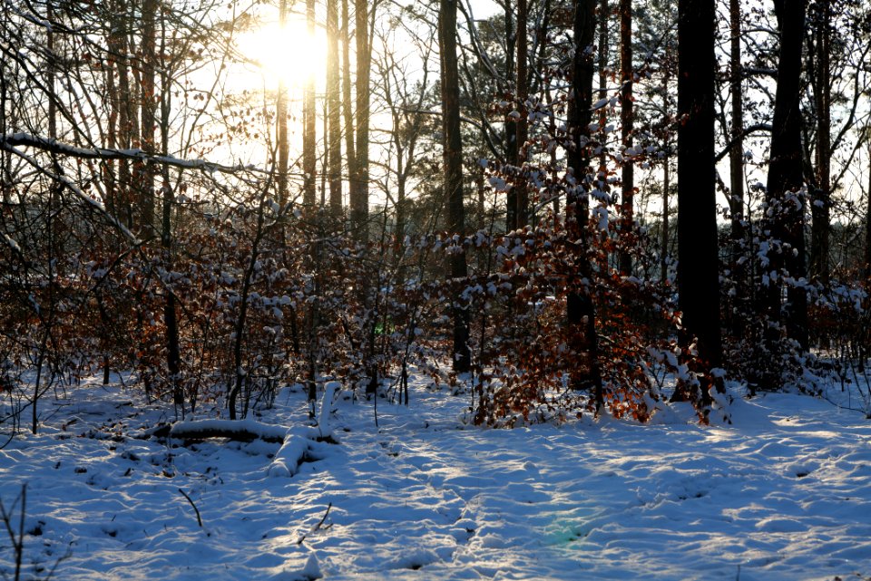 Grunewald with snow 2021-01-31 143