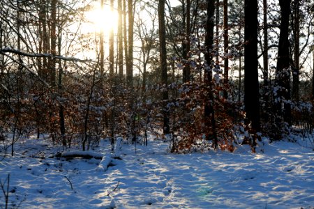 Grunewald with snow 2021-01-31 143