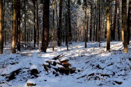 Grunewald with snow 2021-01-31 40