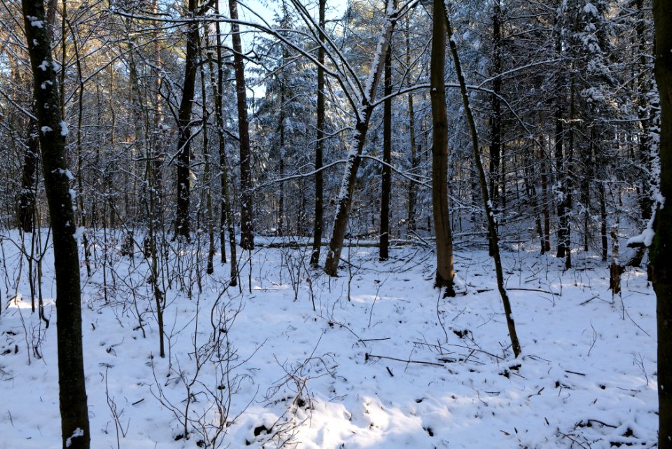 Grunewald with snow 2021-01-31 23