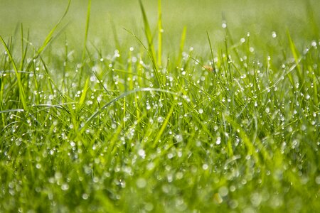 Nature meadow morning photo