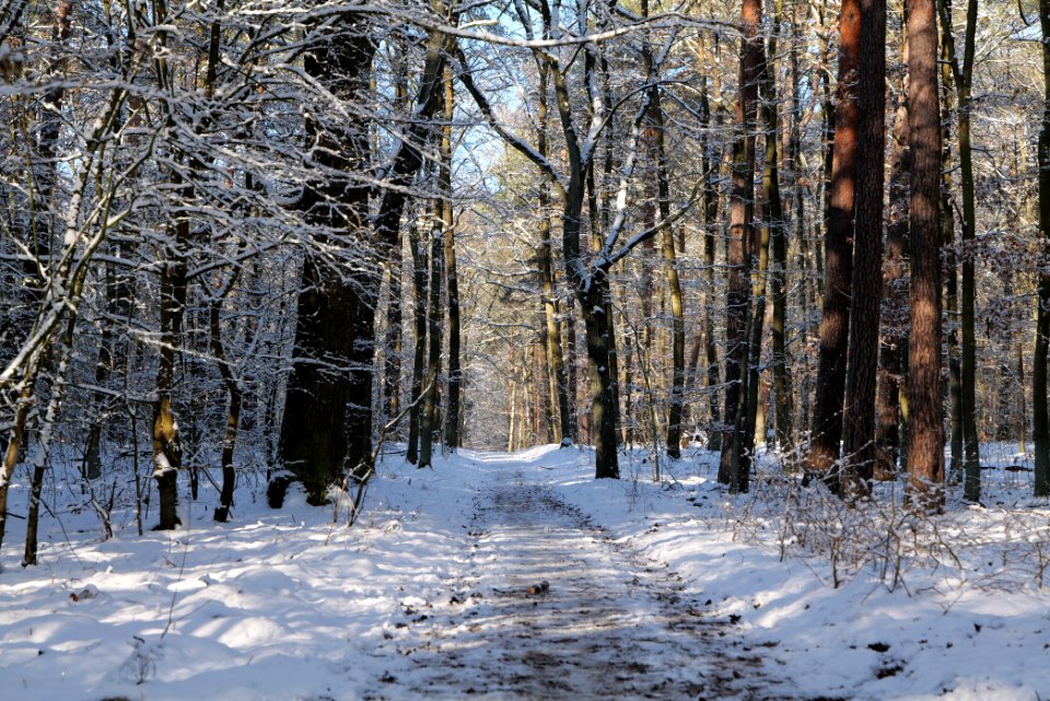 Grunewald with snow 2021-01-31 38