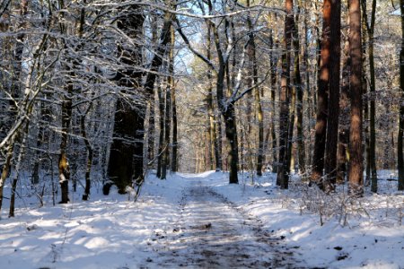 Grunewald with snow 2021-01-31 38