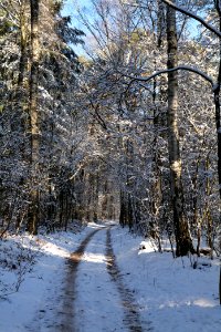 Grunewald with snow 2021-01-31 34