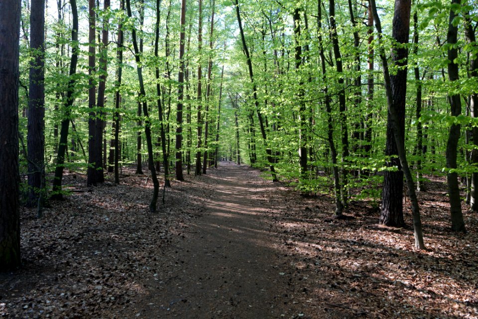 Grunewald 2021-05-10 05