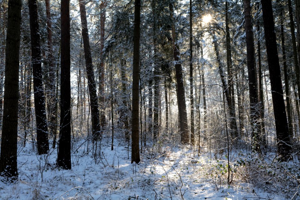 Grunewald with snow 2021-01-31 29