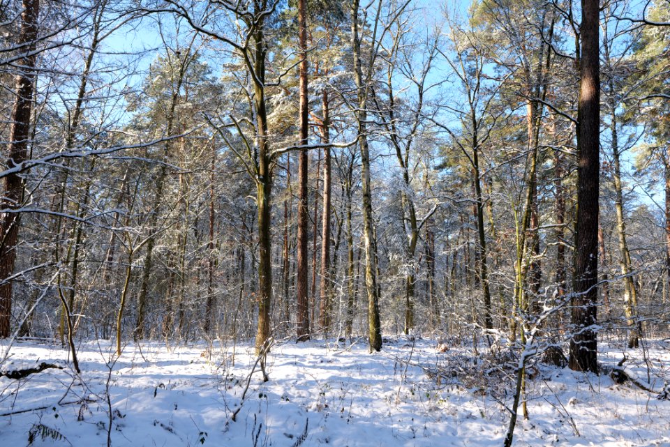 Grunewald with snow 2021-01-31 19