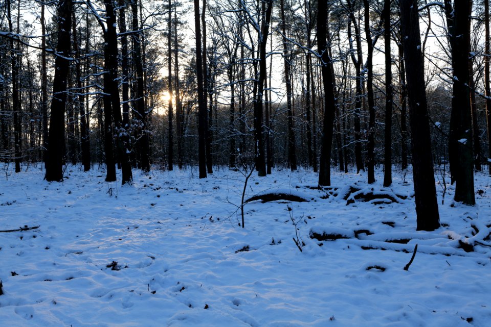 Grunewald with snow 2021-01-31 140