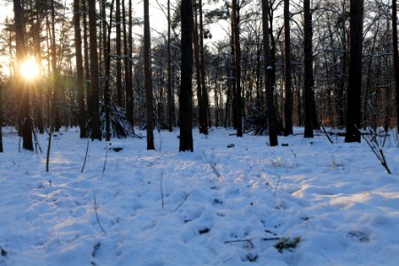 Grunewald with snow 2021-01-31 152