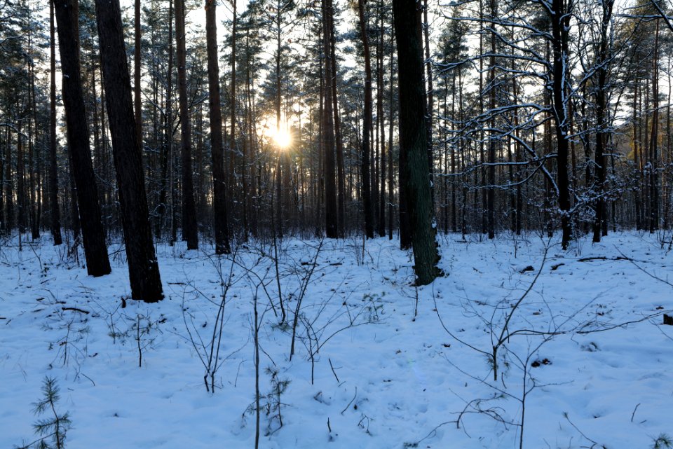 Grunewald with snow 2021-01-31 141