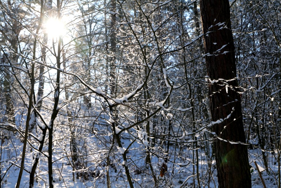 Grunewald with snow 2021-01-31 15