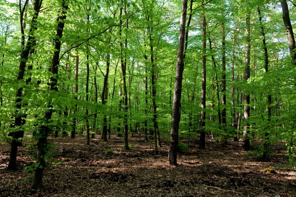 Grunewald 2021-05-10 08