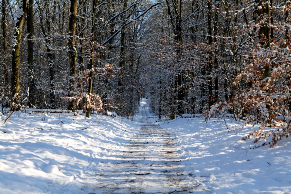 Grunewald with snow 2021-01-31 123
