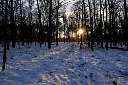 Grunewald with snow 2021-01-31 150