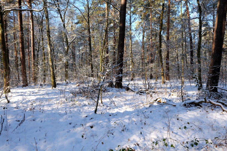Grunewald with snow 2021-01-31 21