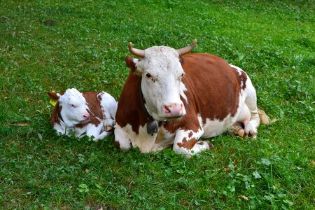 Cute rindvieh livestock cattle breeding photo