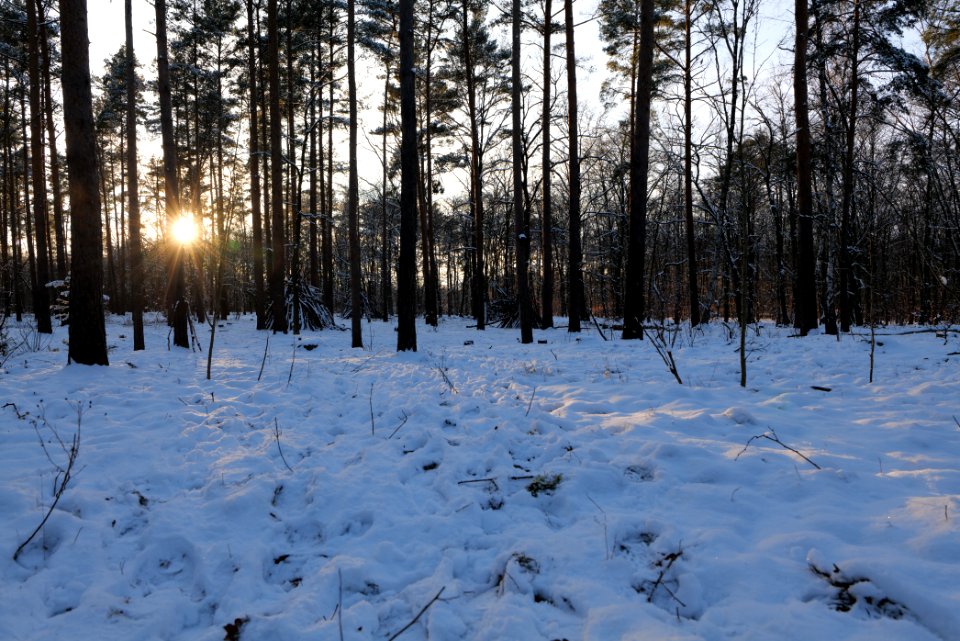 Grunewald with snow 2021-01-31 151