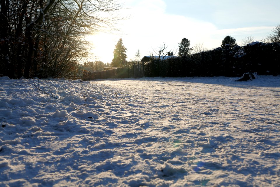 Grunewald with snow 2021-01-31 145