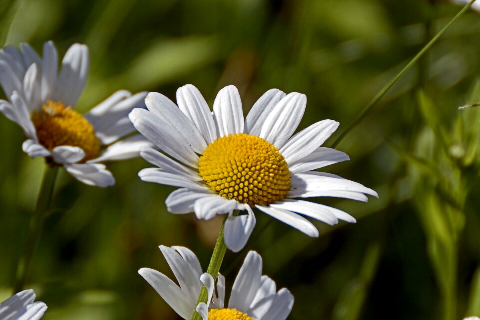 Bloom nature white