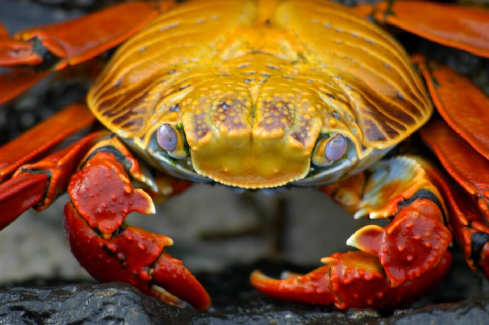 Ecuador animal crustacean