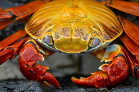Ecuador animal crustacean