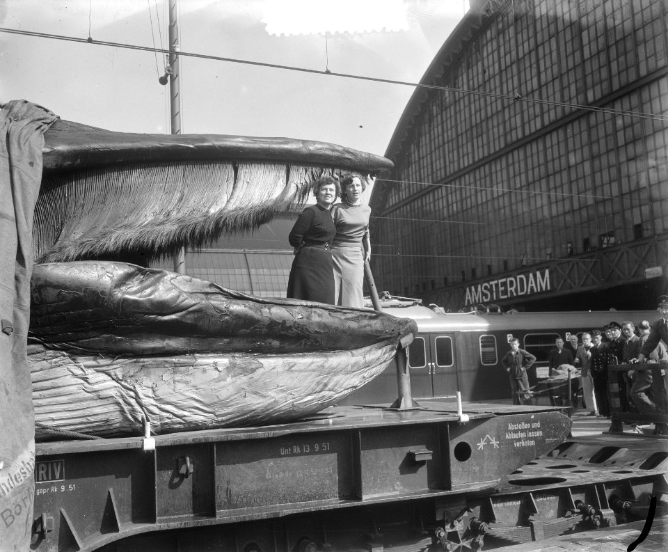 Grote walvis, gevangen voor de noordkust van Noorwegen, in Amsterdam. Dit twinti, Bestanddeelnr 905-3187