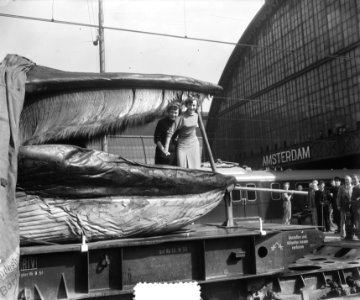 Grote walvis, gevangen voor de noordkust van Noorwegen, in Amsterdam. Dit twinti, Bestanddeelnr 905-3188