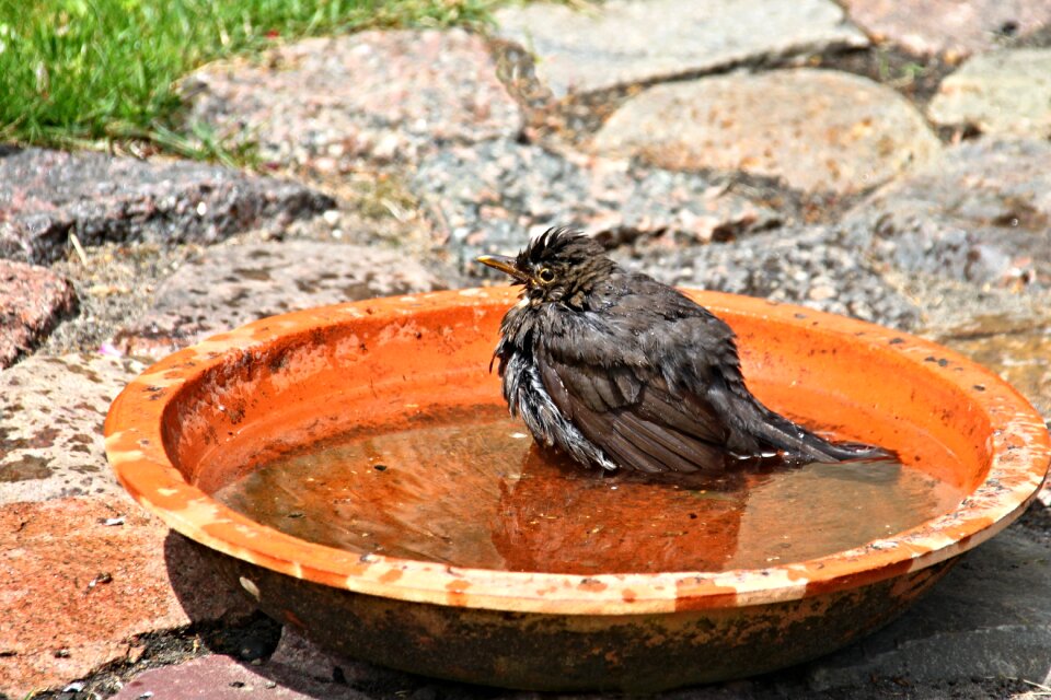 Black spring plumage