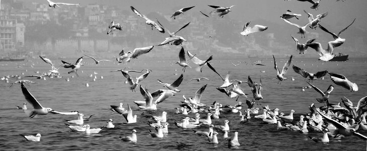 Modern landscape wildlife