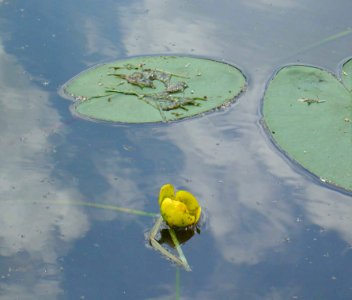 Grote Masloot met gele plomp