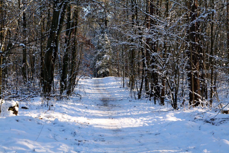 Grunewald with snow 2021-01-31 129