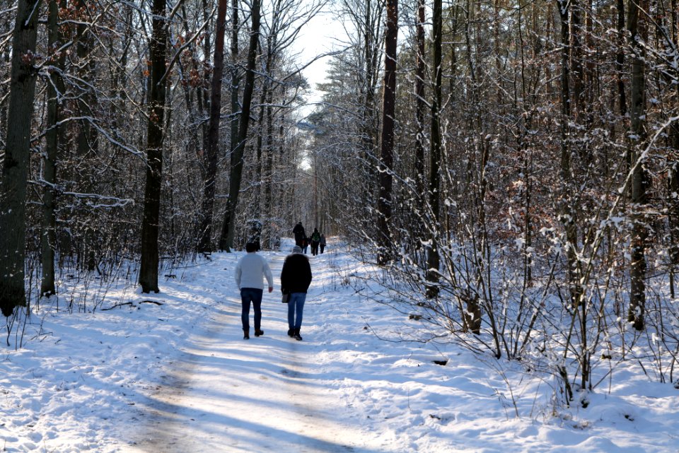 Grunewald with snow 2021-01-31 128