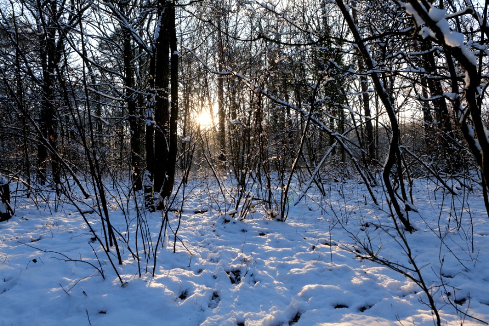 Grunewald with snow 2021-01-31 135