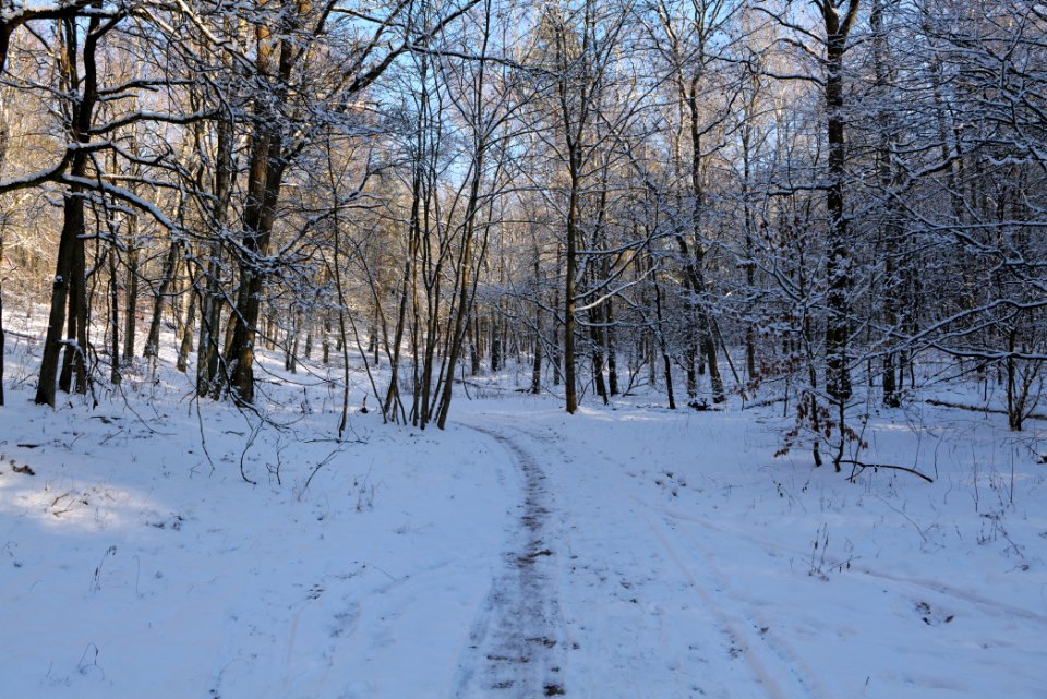 Grunewald with snow 2021-01-31 90
