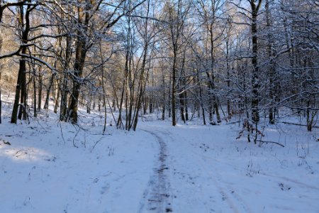 Grunewald with snow 2021-01-31 90