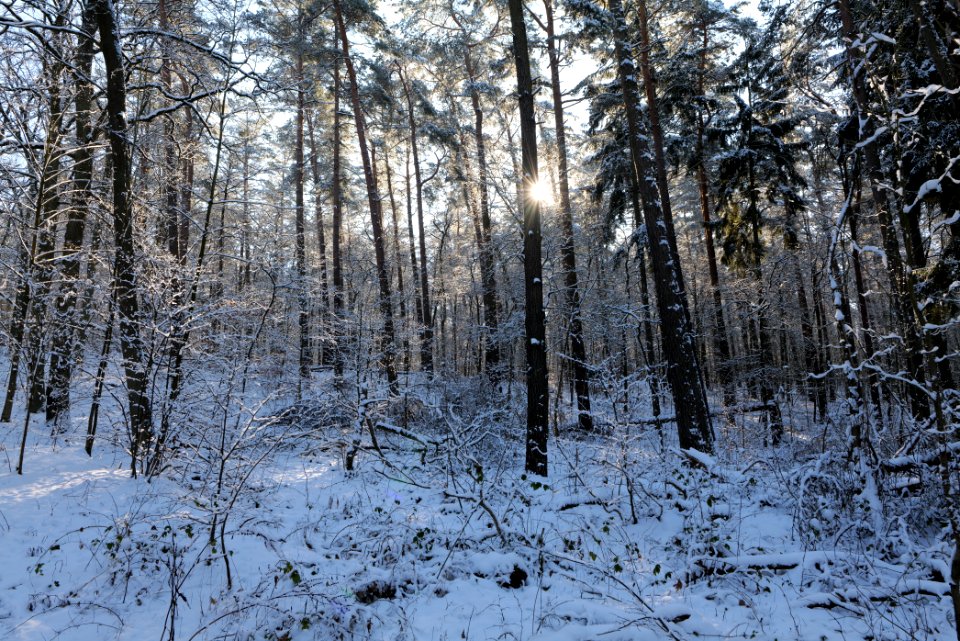 Grunewald with snow 2021-01-31 89