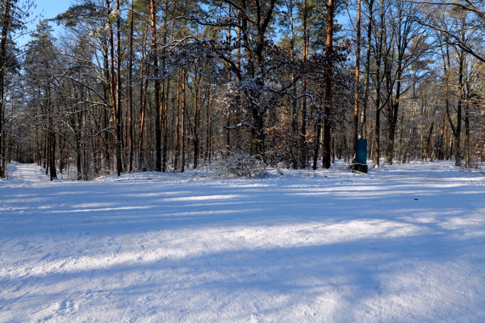 Grunewald with snow 2021-01-31 120