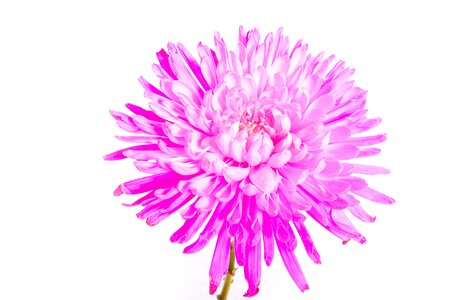 Color pink pink flowers summer flowers