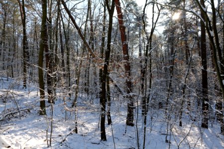 Grunewald with snow 2021-01-31 114