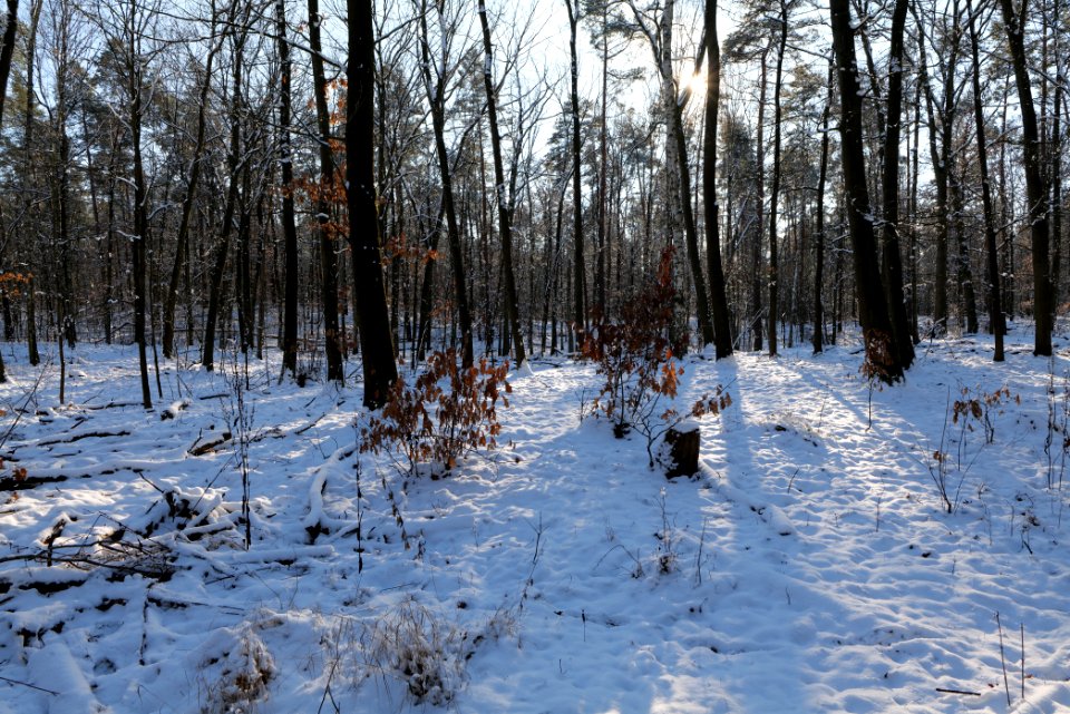 Grunewald with snow 2021-01-31 131